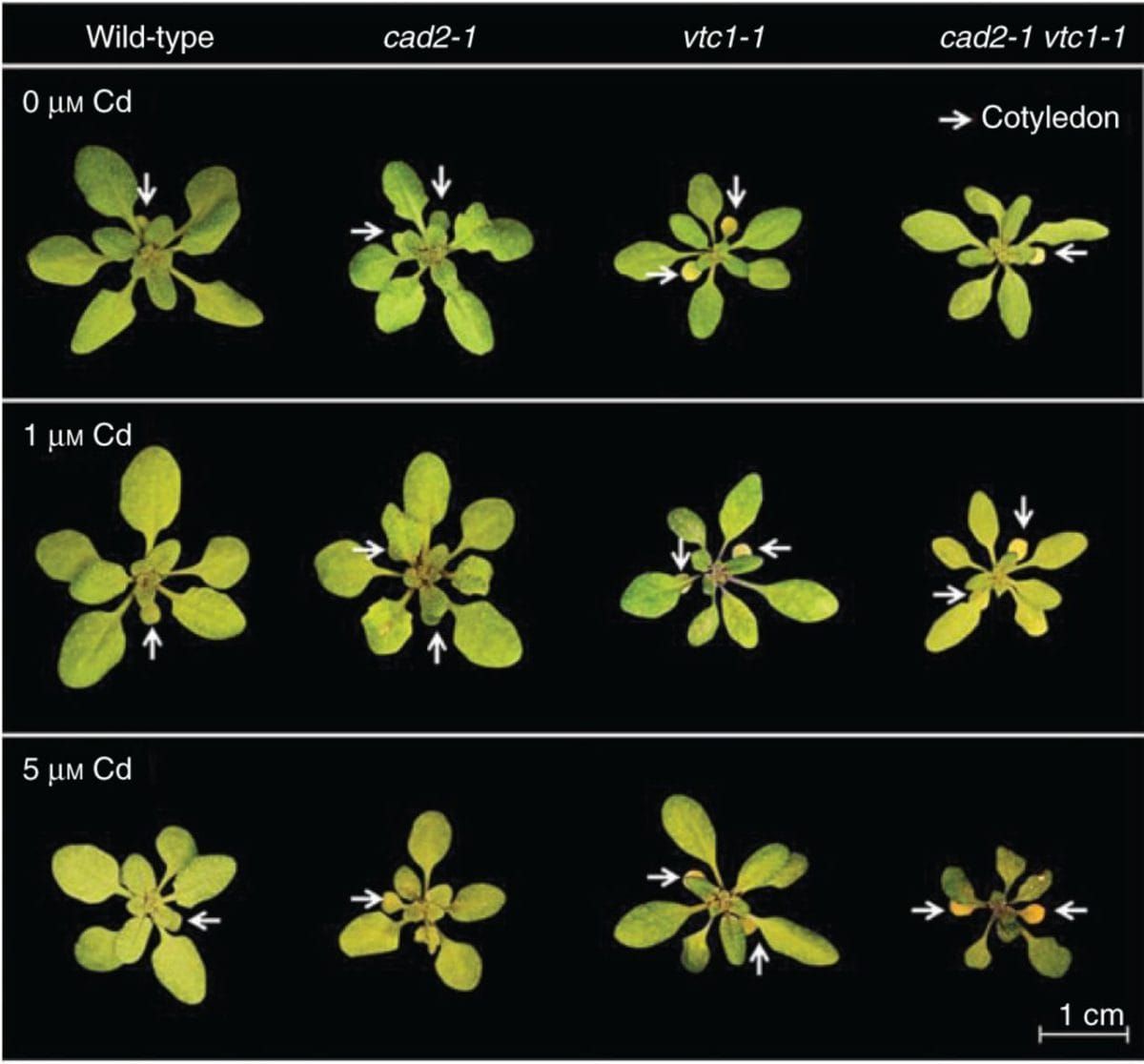 Representative pictures of the rosette appearance of four Arabidopsis thaliana genotypes