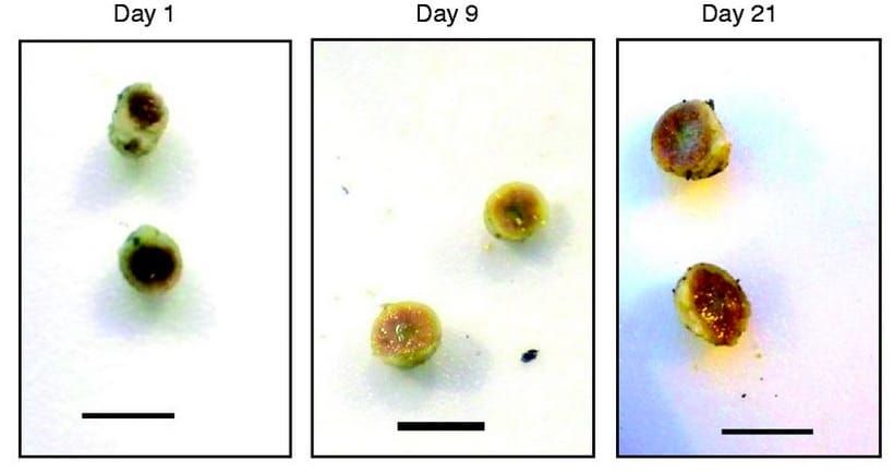 The effects of drought on nodule phenotype 1, 9 and 21 d after the onset of drought treatment.