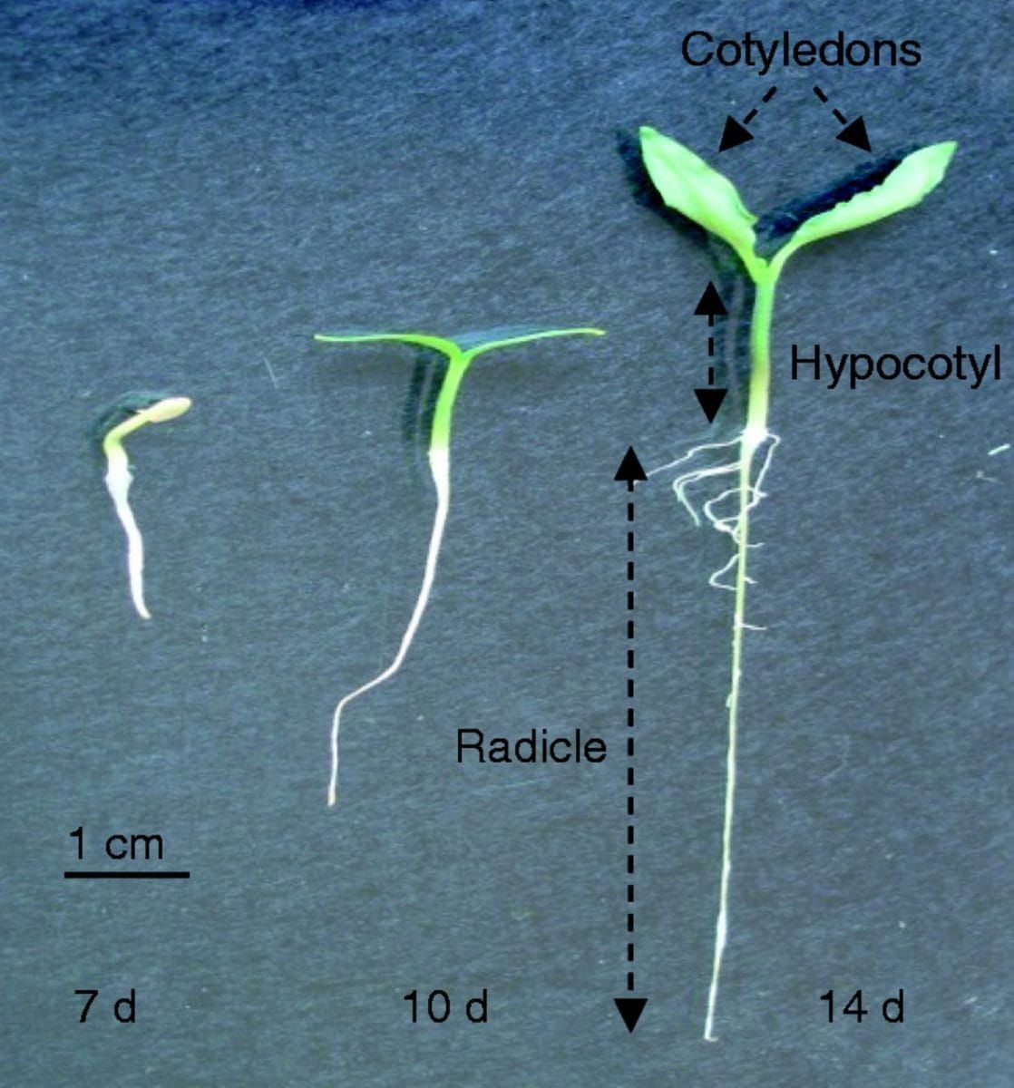 Appearance of a pepper seedling at different stages of development (7, 10 and 14 d old). Three main organs are distinguishabl