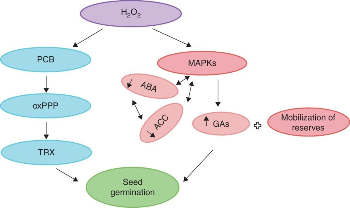 Signalling role of H2O2 in the seed germination process