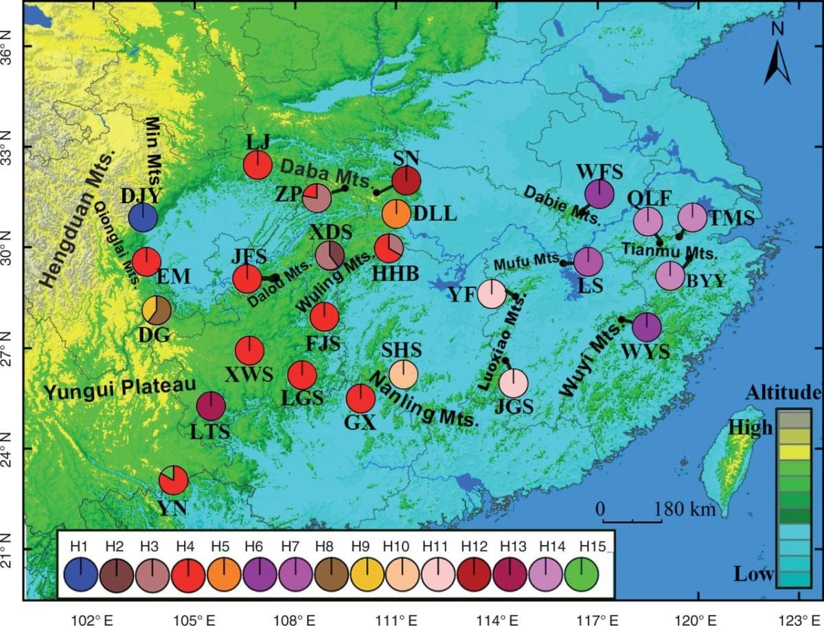 the geographical distribution of the plastid DNA haplotypes among populations of Tapiscia sinensis