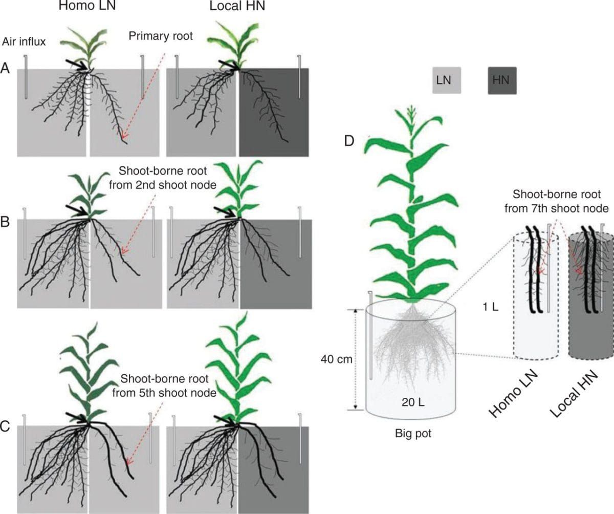 Set-up of split nitrate supply [0·5 mM for low nitrate (LN) and 4·0 mM for high nitrate (HN)] to roots of the maize inbred li