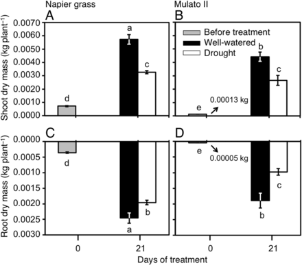 Contrasting strategies to cope with drought conditions by two tropical forage C4 grasses