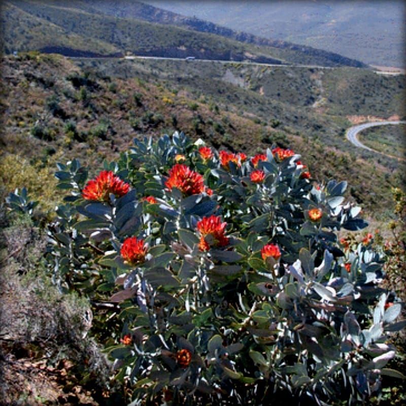 A view over the fynbos