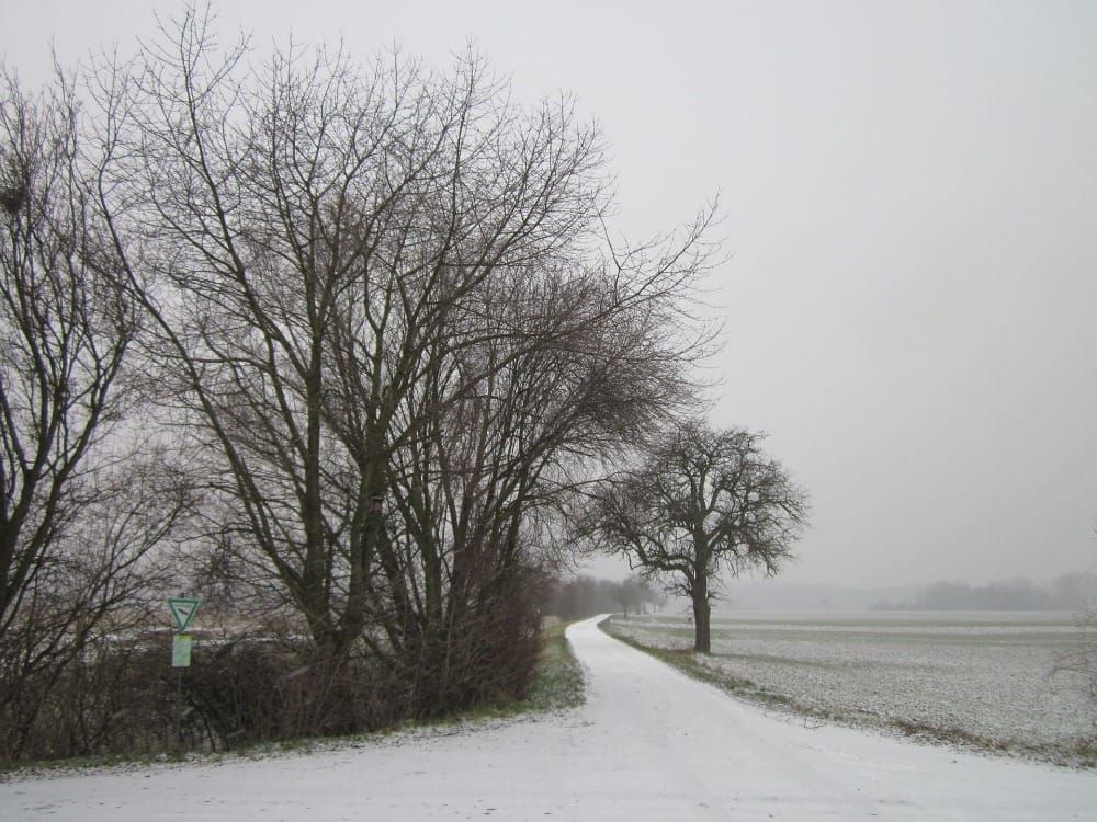 Silberweiden (Salix alba) und Birnbaum im Hockenheimer Rheinbogen