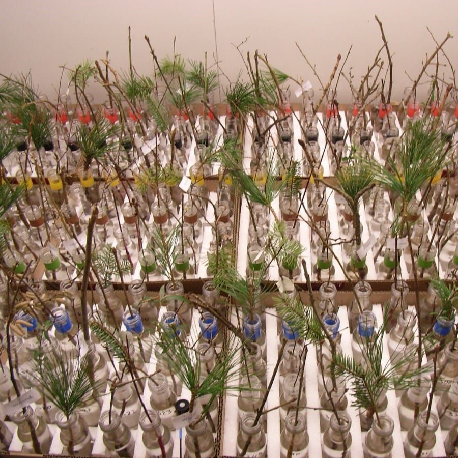 Using dormant twigs to investigate climate change (Viewpoint)