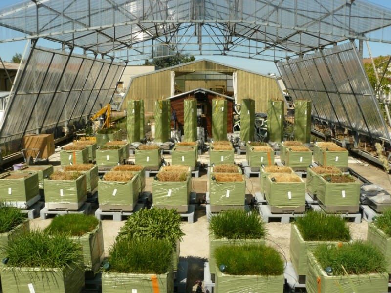 Grass under pressure