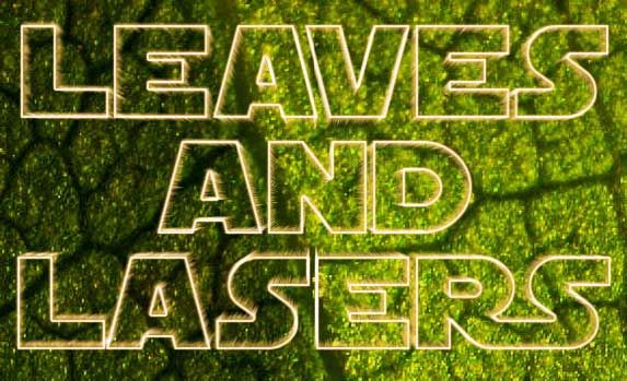 Rose under a microscope