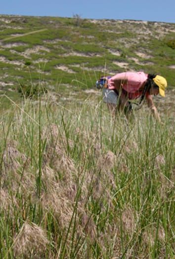 Constraints on coastal dune invasion for a notorious plant invader