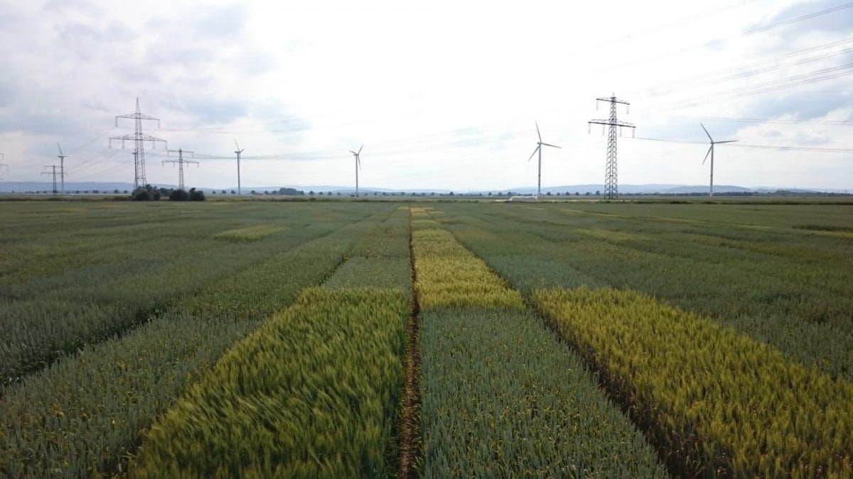 The BRIWECS project on winter wheat.