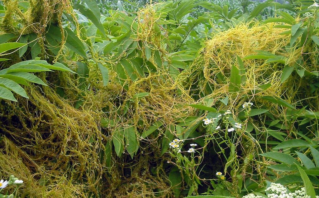 Cuscuta europaea on Sambucus ebulus
