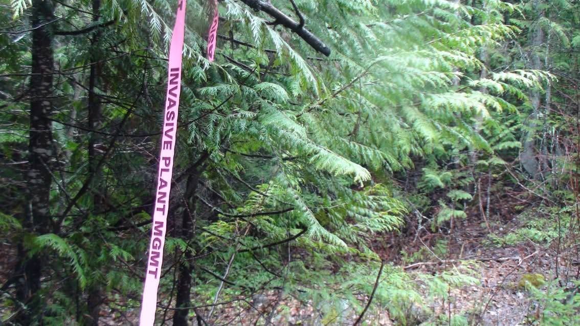 Invasive Species Management