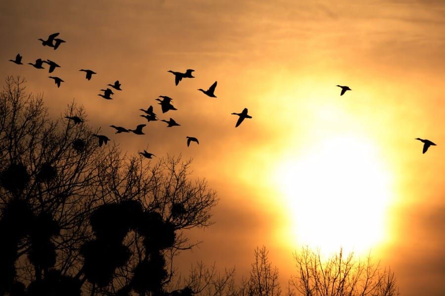 Ducks over mistletoe