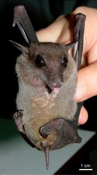 Eonycteris spelaea, a common nectar bat and important pollinator in Thailand.