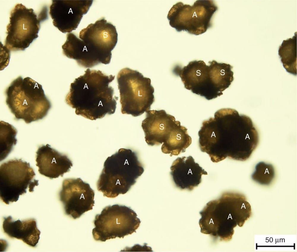 Three types of spores detected in the experimental plant E_KUR.