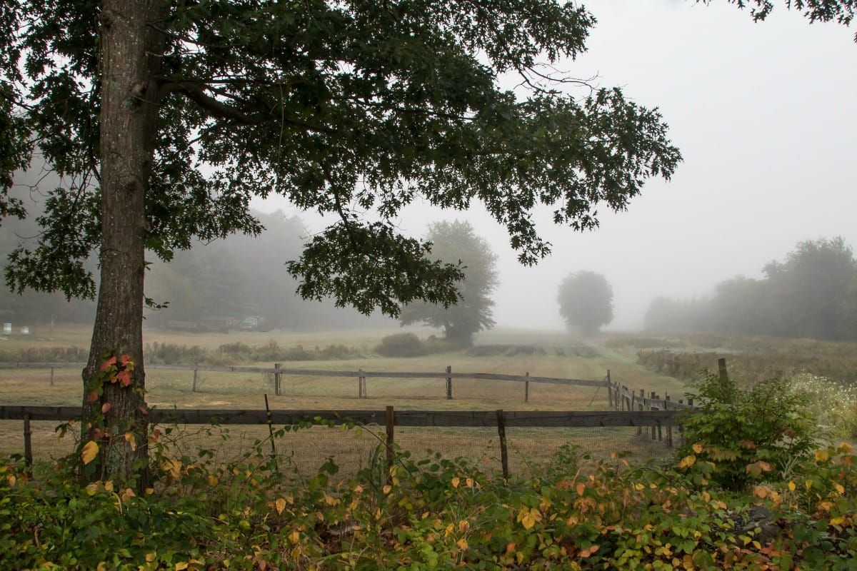 Trees and agriculture.