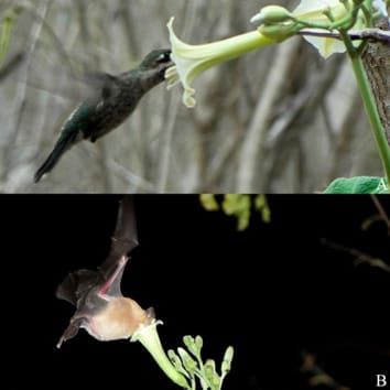 Floral traits driving reproductive isolation of two co-flowering taxa that share vertebrate pollinators