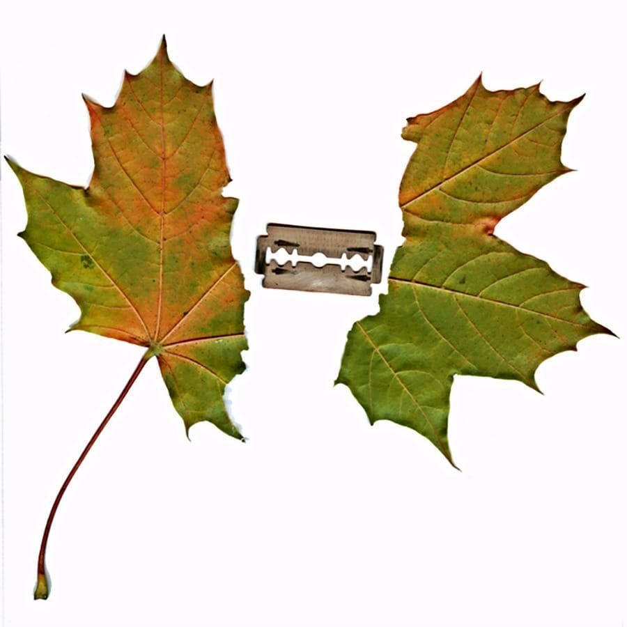 Ripped leaf