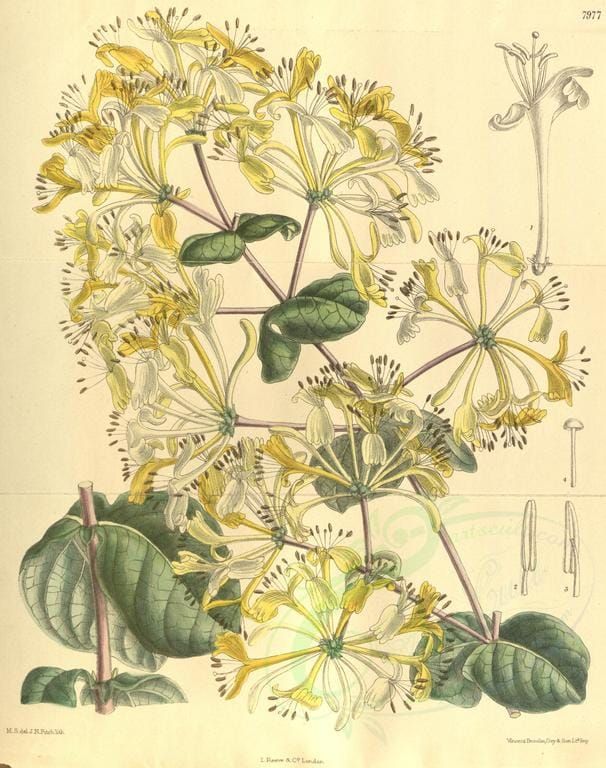 Lonicera etruscas superba
