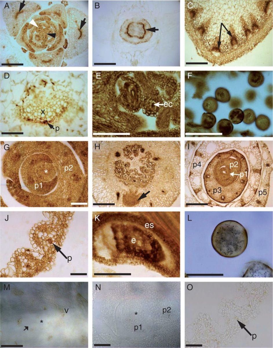 Light micrographs showing correlative immunohistochemical localization of AVP1 and OVPs in comparable tissues of arabidopsis