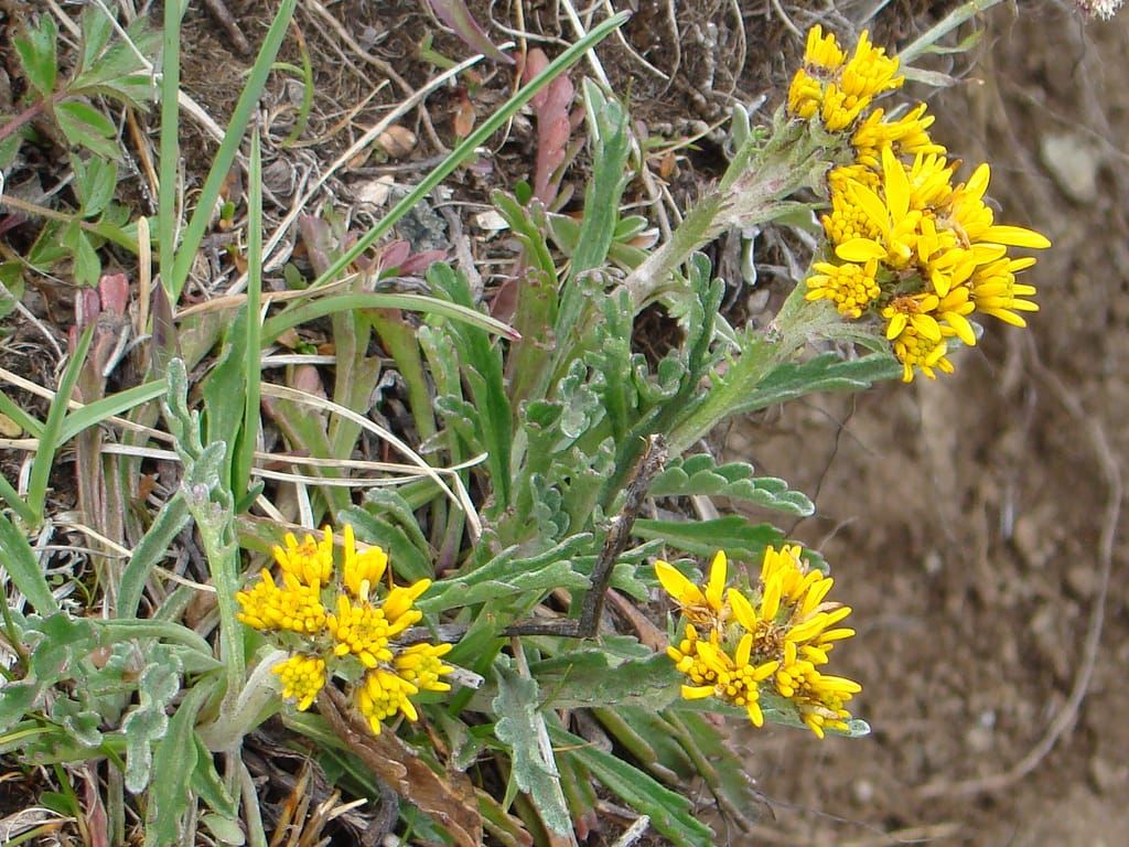 Grey Alpine Groundsel (Senecio incanus ssp. carniolicus)