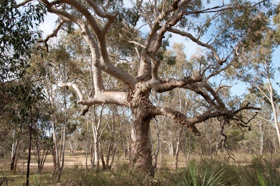 Eucalipto viminalis cygnetensis