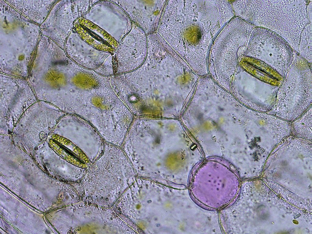 Guard cells around stomata