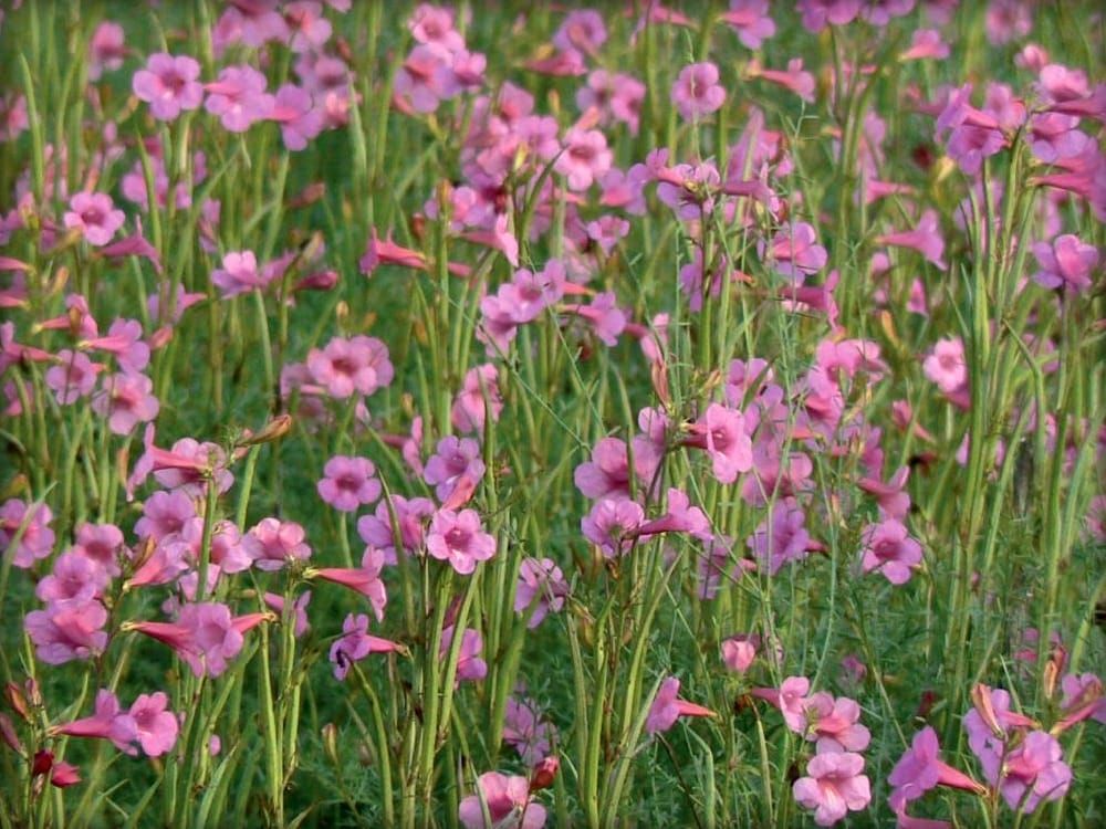 Incarvillea sinensis
