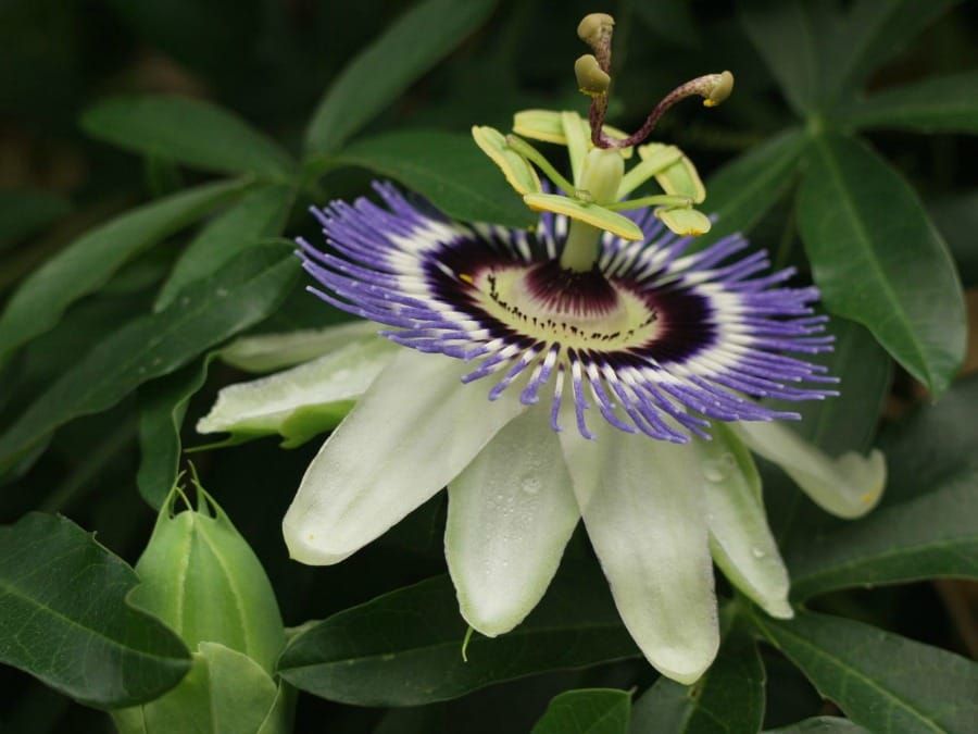 Passiflora incarnata