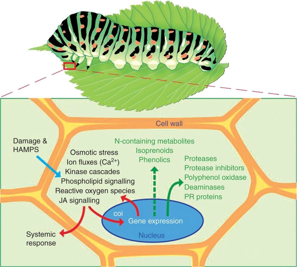 The plant defence response.