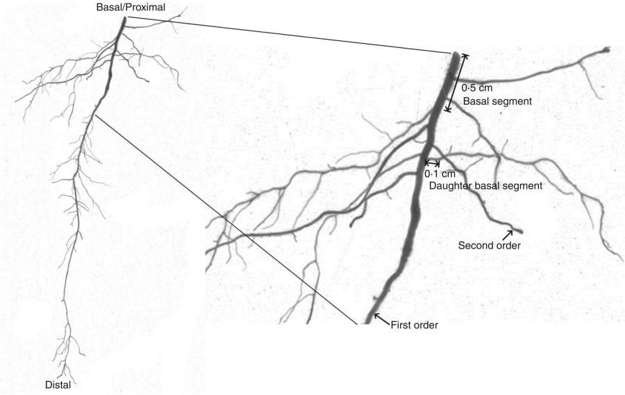 Scheme for describing the terminology of roots and the definition of root traits.