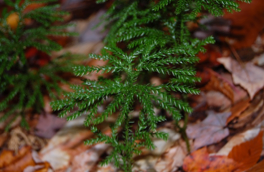 Ecophysiology of four co-occurring Lycophyte species: an investigation of functional convergence