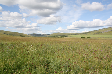 Does greater specific-leaf-area plasticity help plants to maintain a high performance when shaded?