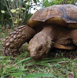 SPECIAL ISSUE: Island Plant Biology—Celebrating Carlquist’s Legacy