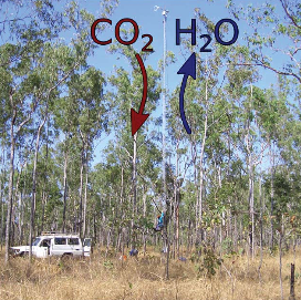 SPECIAL ISSUE: Scaling effects regulating plant response to global change