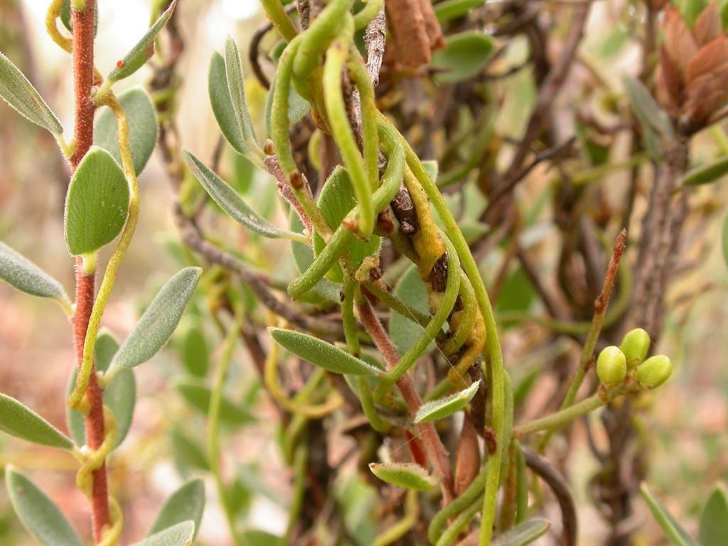 Cassytha pubescens R.Br., parasitising Brachyloma daphnoides (Sm.) Benth., Black Mountain, Canberra, ACT,