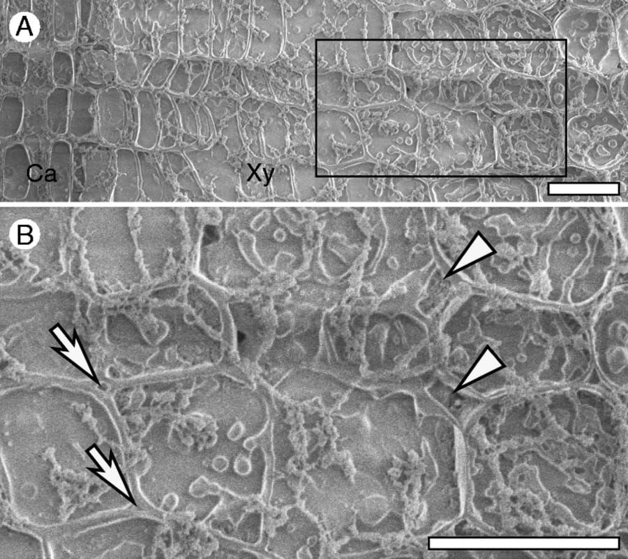 Cryo-SEM images of a transverse surface of the outermost annual ring on the lower side of an inclined stem of a Chamaecyparis