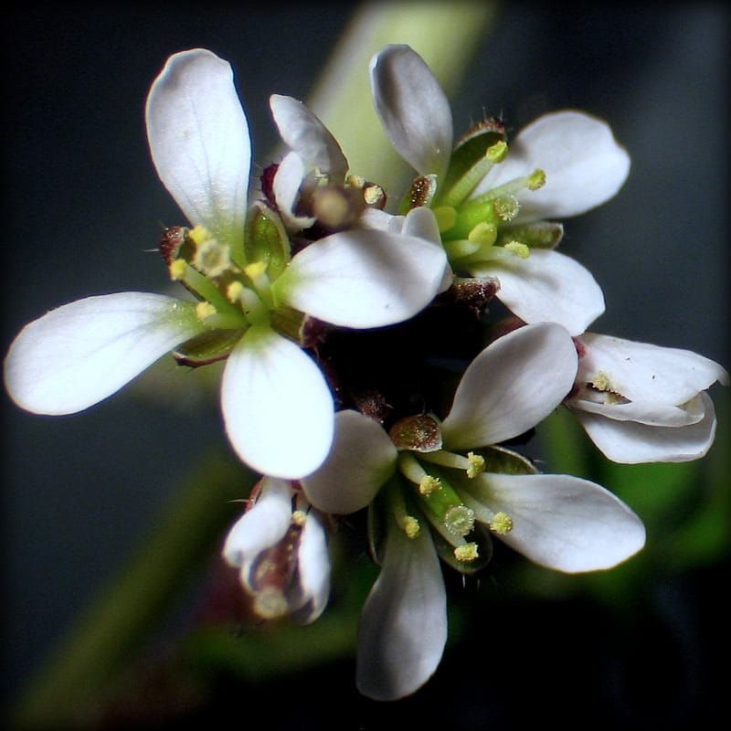 Cardamine hirsuta
