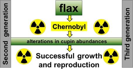 An Updated model for flax growth in radio-contaminated Chernobyl area.