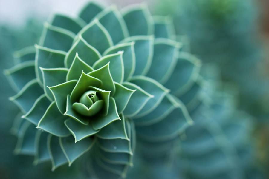 Euphorbia myrsinites