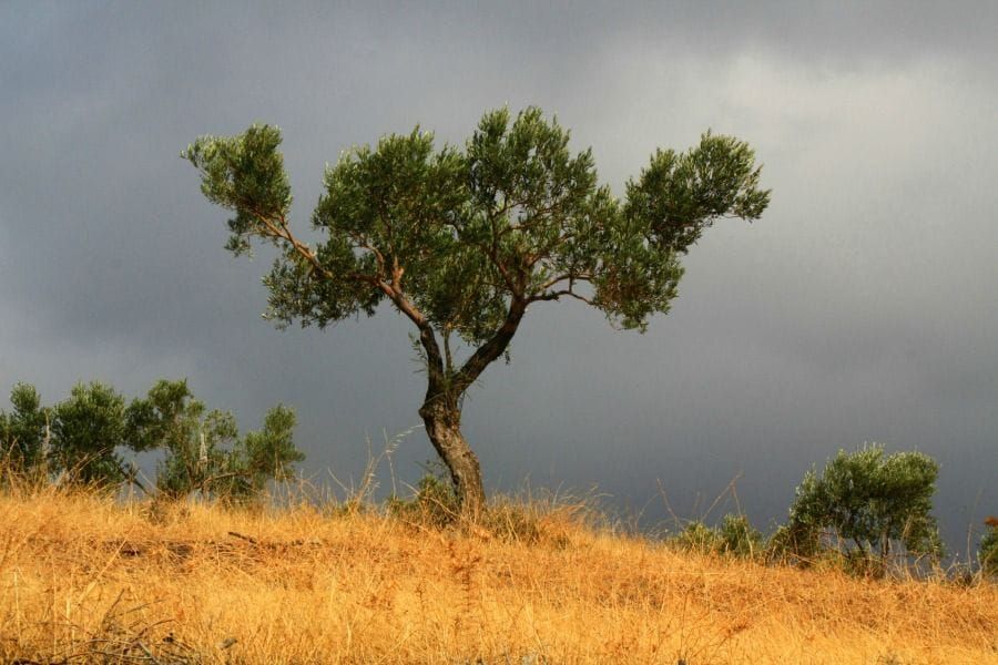 Olea europaea sativa
