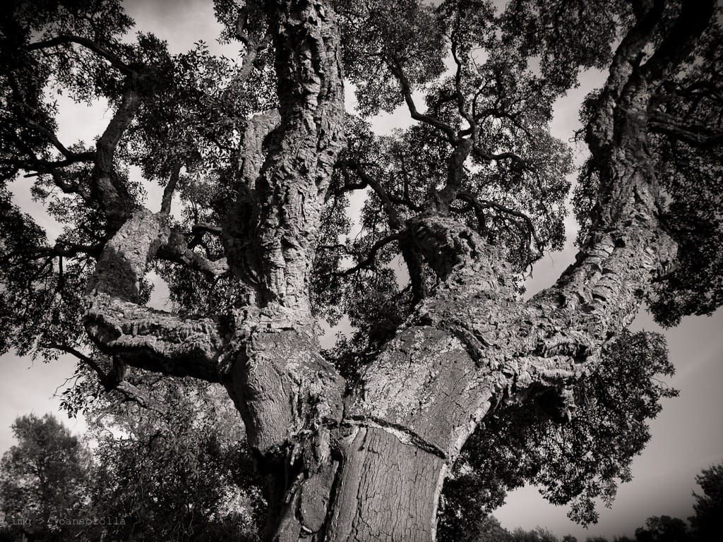 Quercus suber