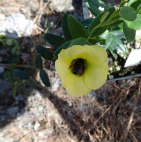 Butterflies visit more frequently, but bees are better pollinators: the importance of mouthpart dimensions in effective pollen removal and deposition