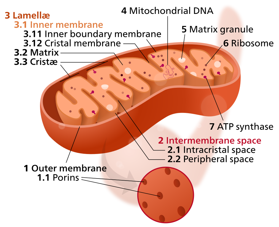 Mitochondrion