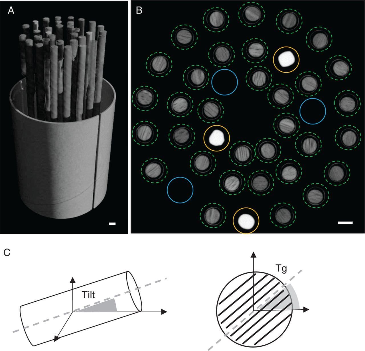 3-D rendering of the sample holder volume containing the tree cores