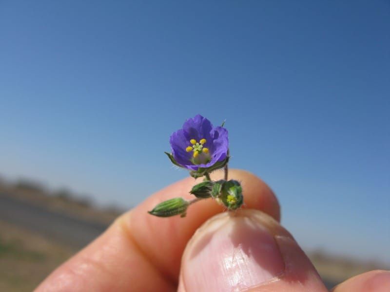 Erodium crinitum