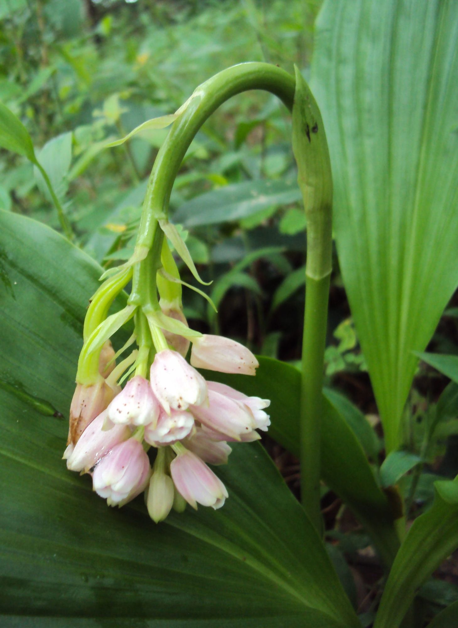 Geodorum densiflorum