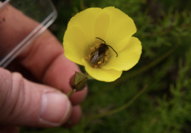 Attract them anyway – Benefits of large, showy flowers in a highly autogamous, carnivorous plant species