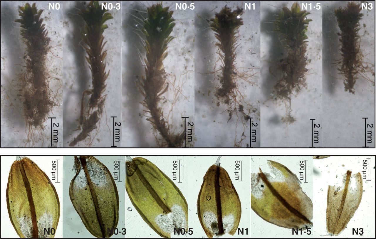 Representative shoots (upper images) and leaves (lower images) of Syntrichia caninervis from the N addition treatments illust