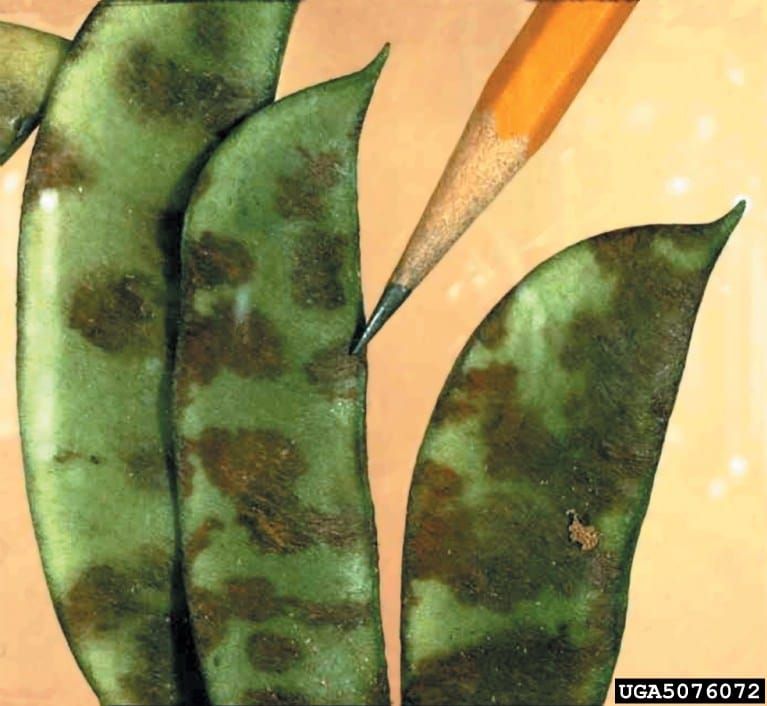 Colletotrichum lindemuthianum